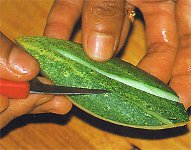 Esculpindo em vegetais e frutas?
