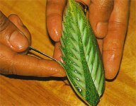 Esculpindo em vegetais e frutas?