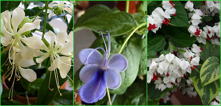 Clerodendrum - cuidado