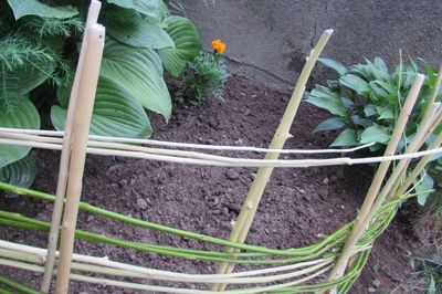 Cama de flor da videira com suas próprias mãos