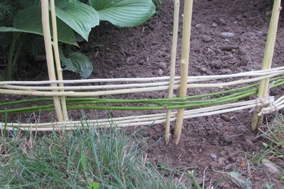 Cama de flor da videira com suas próprias mãos