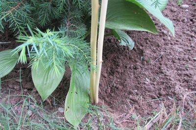 Cama de flor da videira com suas próprias mãos