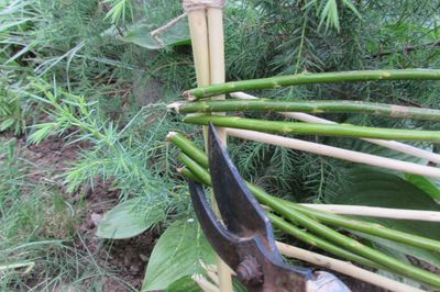 Cama de flor da videira com suas próprias mãos