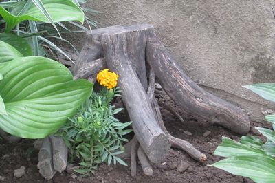 Cama de flor da videira com suas próprias mãos