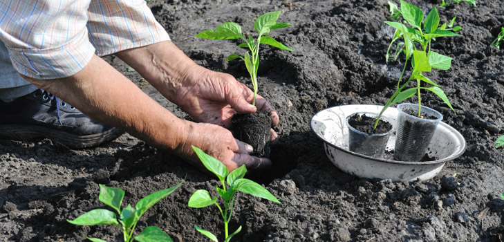 Quando plantar mudas no chão aberto?