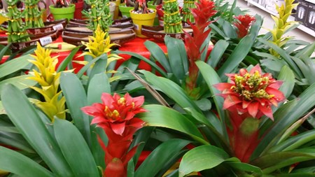 Como cuidar de Guzmania em casa Como cuidar de Guzmania em casa