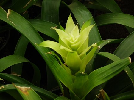 Guzmania: como cuidar da época de reprodução Guzmania: como cuidar da época de reprodução