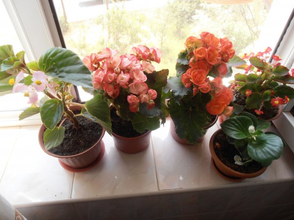 Begônia de flor de interior: cuidados domiciliários