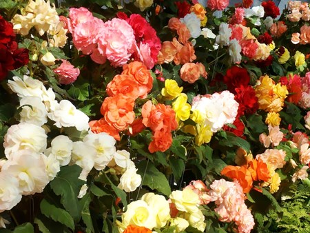 Begônia de flor de interior: cuidados domiciliários