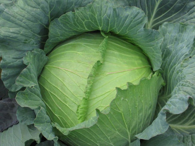 Cruciferae pulga: métodos de luta Cruciferae pulga: métodos de luta
