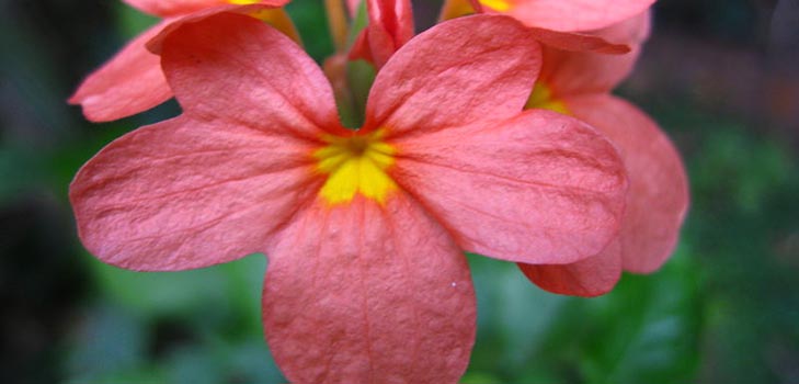 Crossandra: cuidado e foto