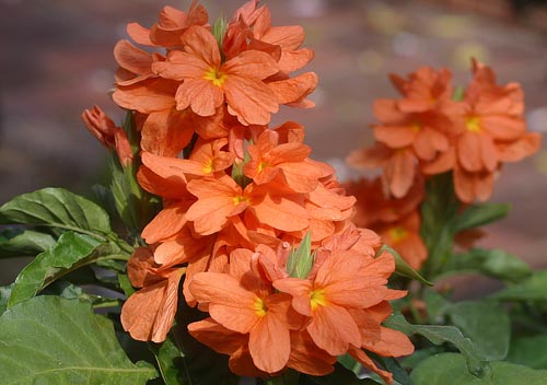 Crossandra: Espécies