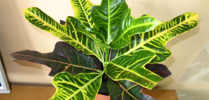 Croton: cuidados domiciliários