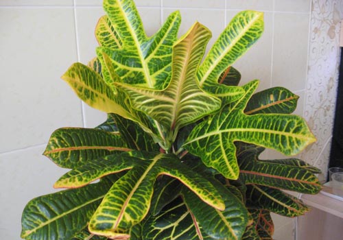 Croton: cuidados domiciliários