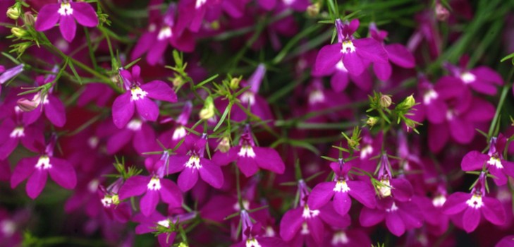 A decoração do jardim é uma encantadora lobelia. Aterrar e cuidar com fotos e vídeos