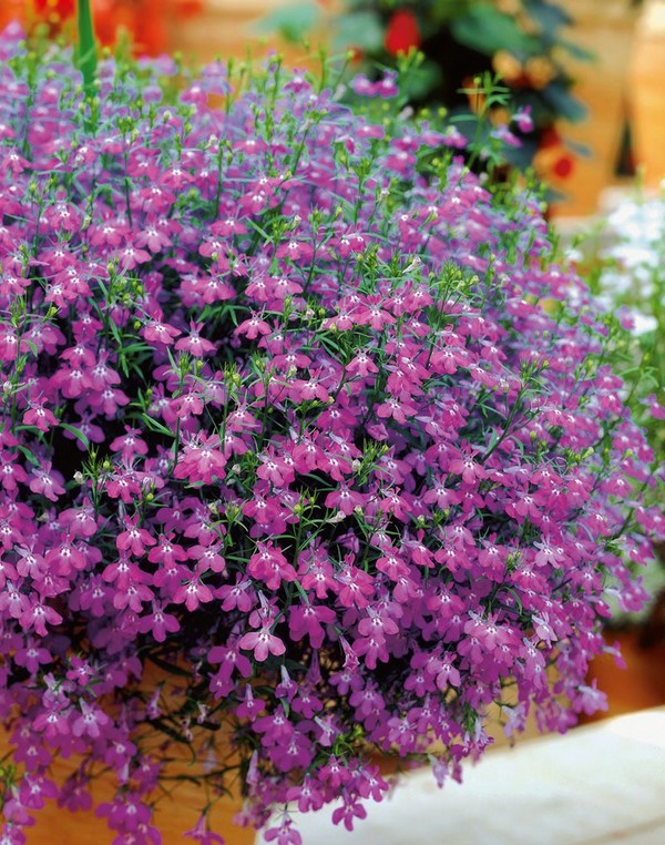 A decoração do jardim é uma encantadora lobelia. Aterrar e cuidar com fotos e vídeos