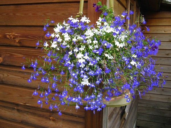 A decoração do jardim é uma encantadora lobelia. Aterrar e cuidar com fotos e vídeos