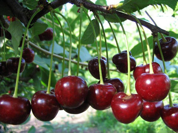 As melhores variedades de cereja - descrição com foto
