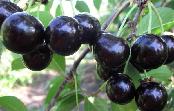 As melhores variedades de cereja - descrição com foto