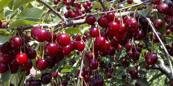 As melhores variedades de cereja - descrição com foto
