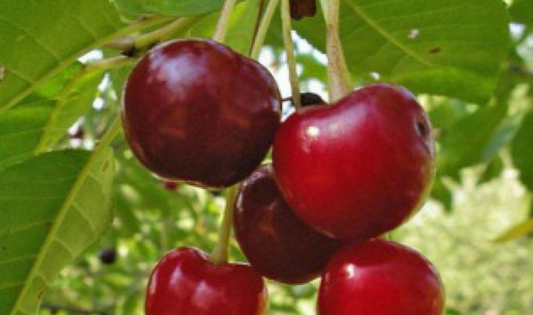 As melhores variedades de cereja - descrição com foto