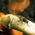 Mosca de cebola Mosca de cebola