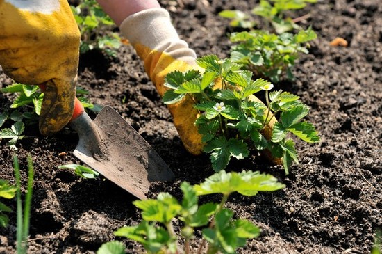 Calendário lunar do jardineiro hortícola em agosto de 2015