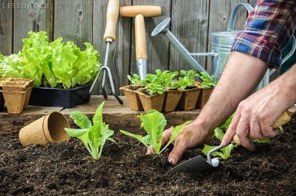 O calendário lunar para o agricultor de caminhões para julho de 2016 para os Urais, o noroeste e a zona média da Rússia