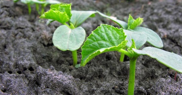 O calendário lunar para o agricultor de caminhões para julho de 2016 para os Urais, o noroeste e a zona média da Rússia