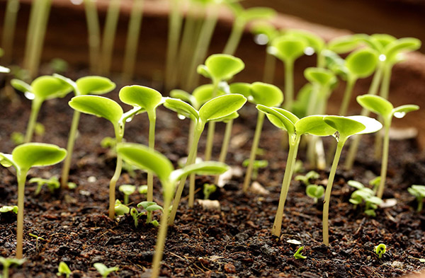 Calendário de semeadura lunar para janeiro de 2017 na mesa para jardineiros e agricultores de caminhões. Dias de plantação favoráveis ​​para tomates (tomates) para mudas lunares - 2017