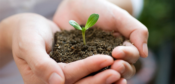 Calendário de semeadura lunar para janeiro de 2017 na mesa para jardineiros e agricultores de caminhões. Dias de plantação favoráveis ​​para tomates (tomates) para mudas lunares - 2017