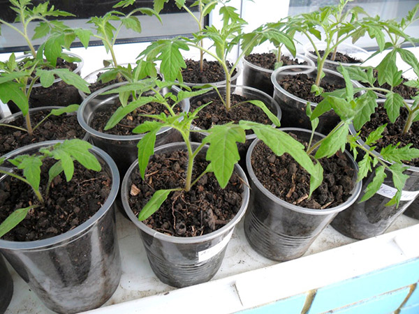 Calendário de semeadura lunar para janeiro de 2017 na mesa para jardineiros e agricultores de caminhões. Dias de plantação favoráveis ​​para tomates (tomates) para mudas lunares - 2017