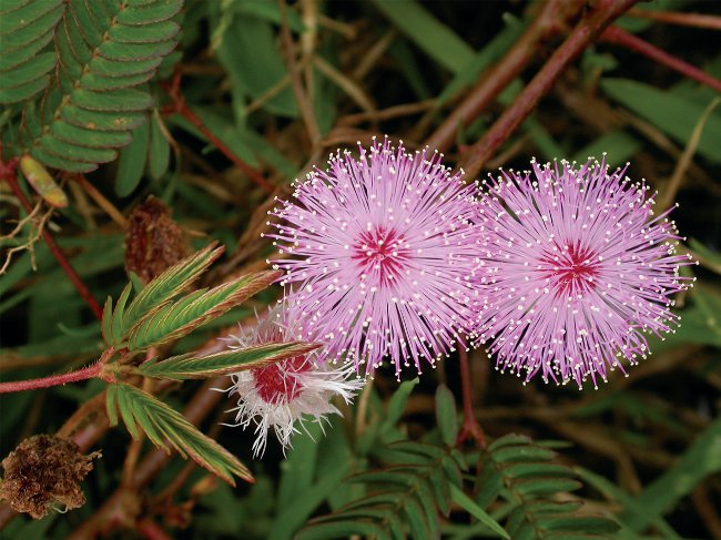 Mimosa tímido: as características do cuidado Mimosa tímido: as características do cuidado