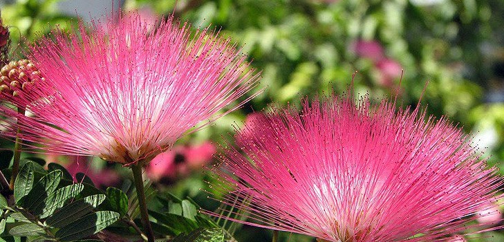 Mimosa tímido: as características do cuidado Mimosa tímido: as características do cuidado