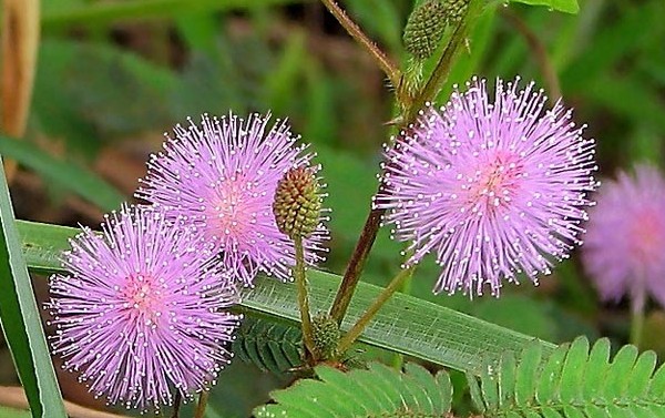 Mimosa tímido: as características do cuidado Mimosa tímido: as características do cuidado