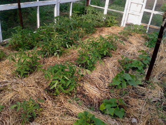 O que é mulching grama?