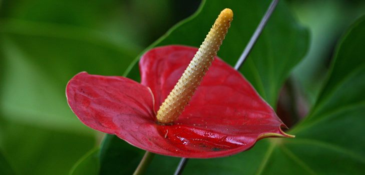 Flor de antúrio: cuidado e reprodução em casa