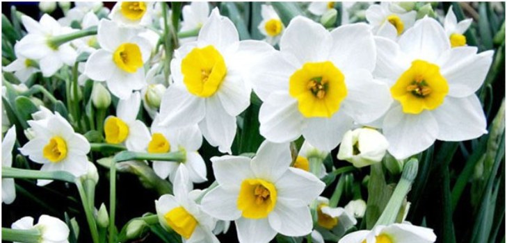 flor de daffodil