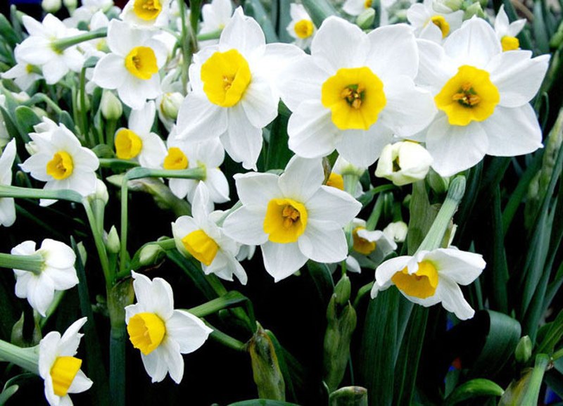 lindos narcisos