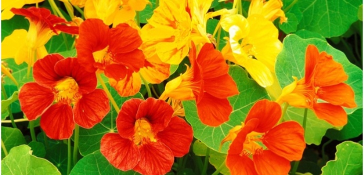lindas flores
