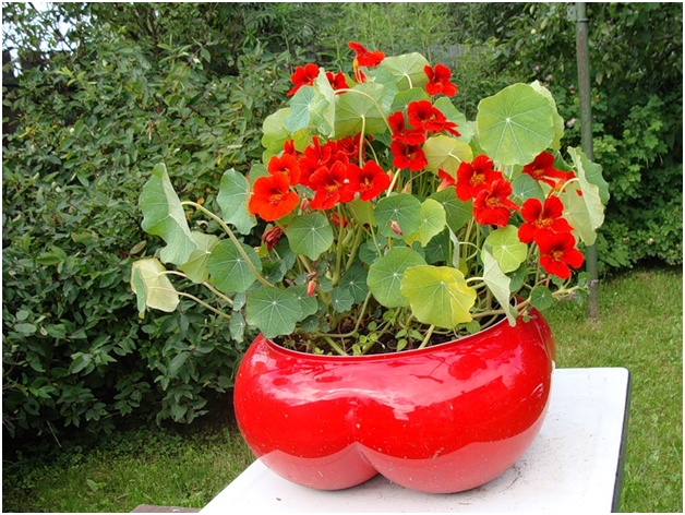 pote de flores