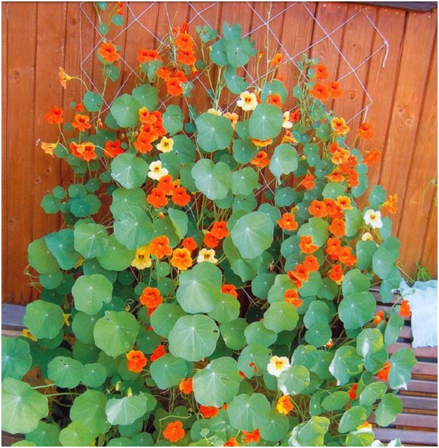 flores pela cerca