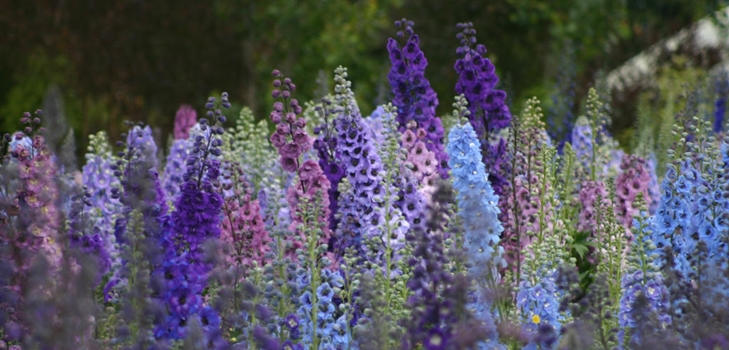 Delphiniums da Nova Zelândia