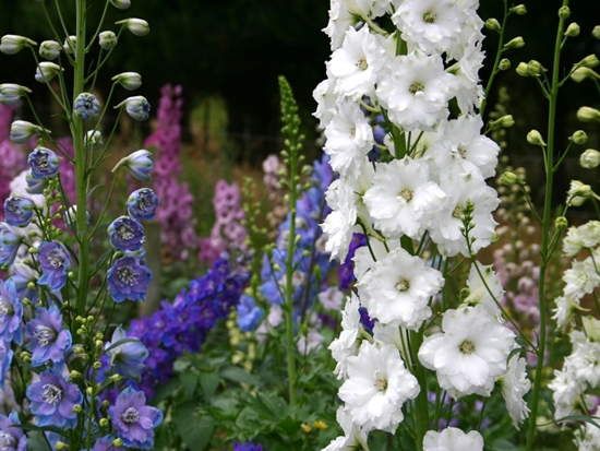 Delphiniums da Nova Zelândia