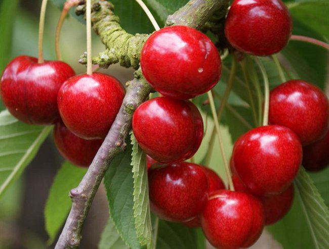 Poda de cereja doce
