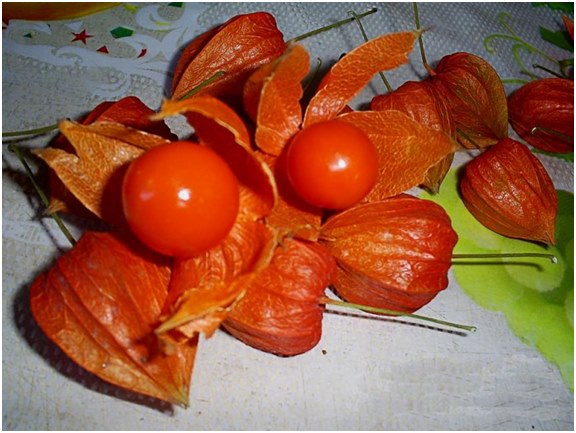 bagas de physalis