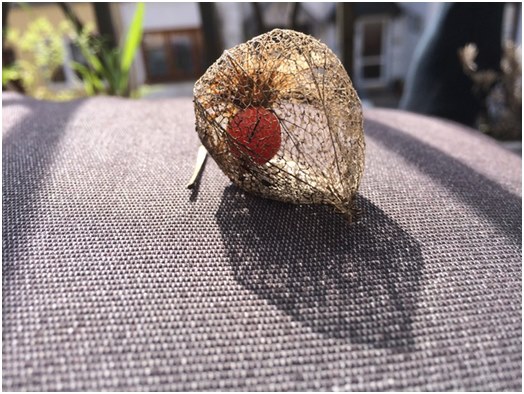 Informações gerais sobre physalis, bem como recomendações para crescimento e cuidado