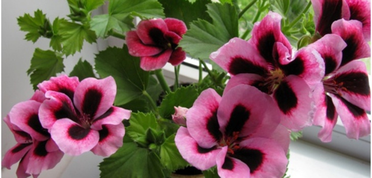 Flor de Pelargonium