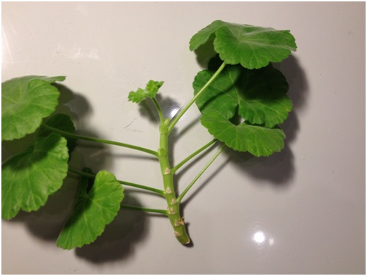 Haste de Pelargonium