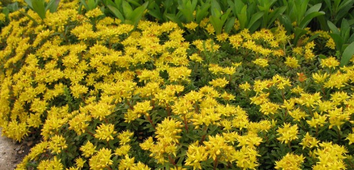 Limpeza, sedum, grama de lebre! Cultivo de suculentas no canteiro de flores e no peitoril da janela